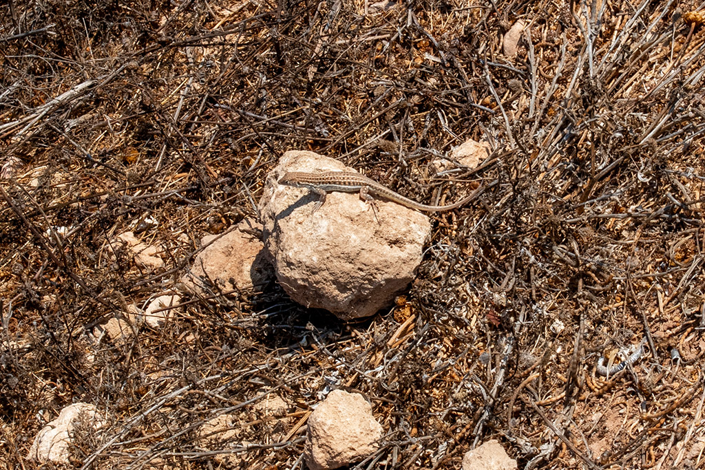 paphos-coast-path-2024-06_16