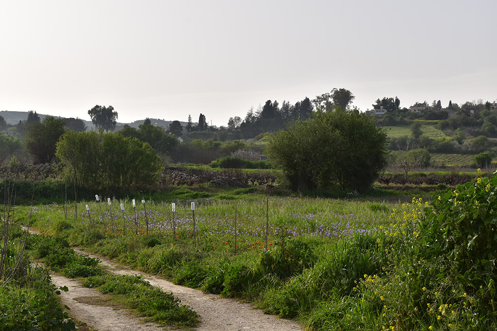 polemi-tulip-festival-is-coming_15