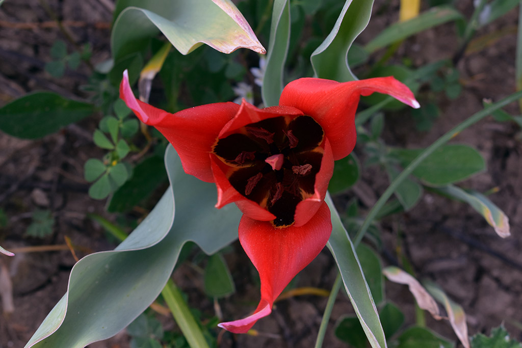 polemi-tulip-festival-is-coming_19