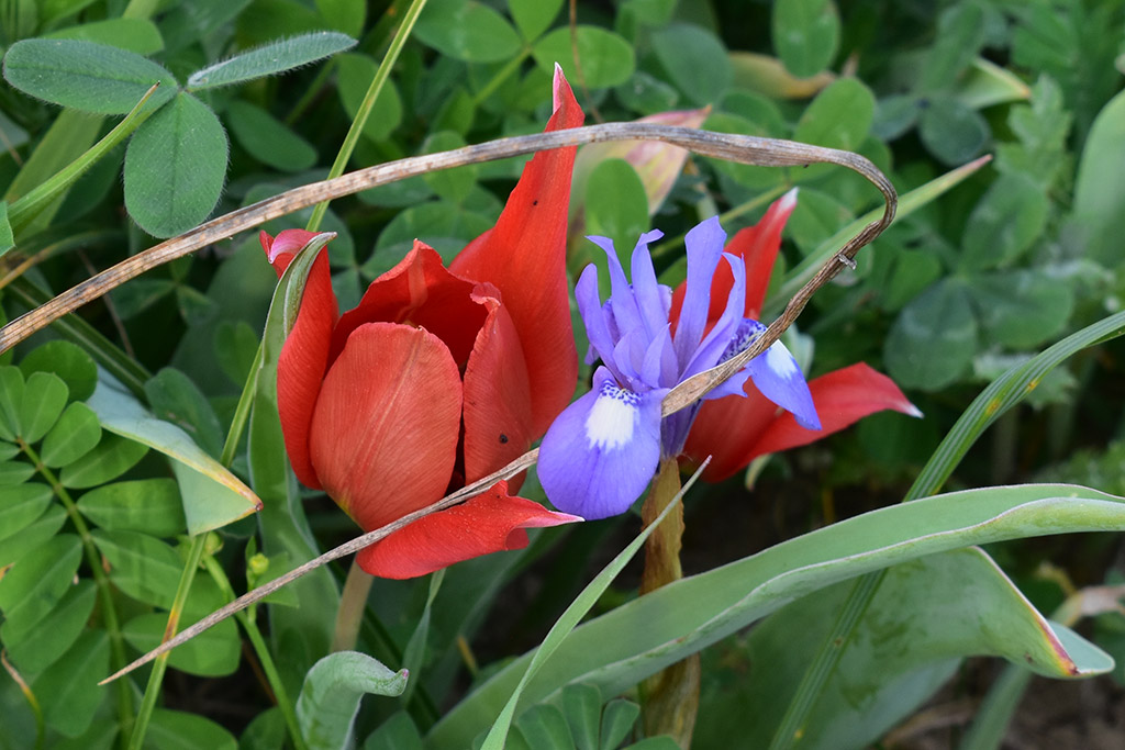 Polemi-tulip-festival-is-coming 22 polemi-tulip-festival-is-coming_22