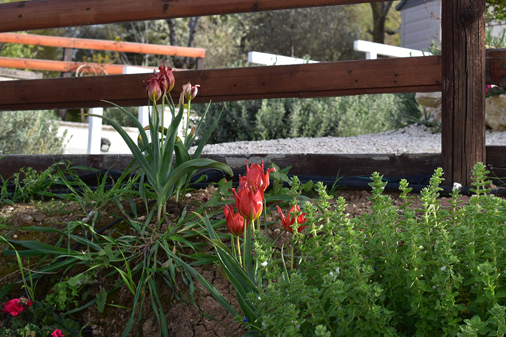Polemi-tulip-festival-is-coming 25 polemi-tulip-festival-is-coming_25