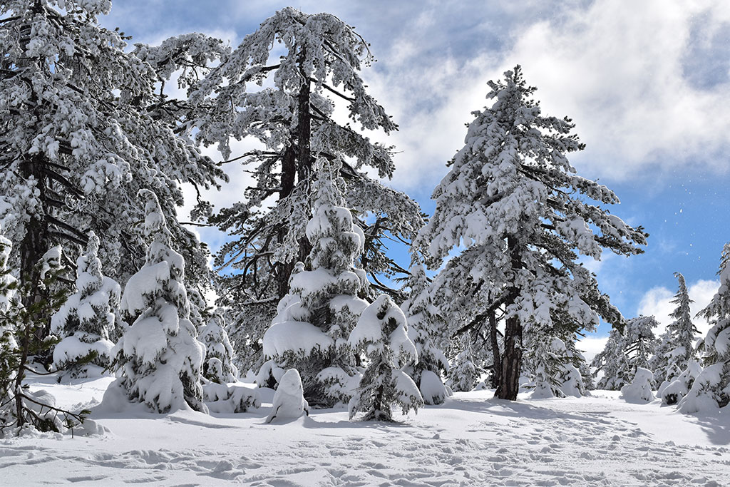 Troodos-winter-wonderland-2024 15 troodos-winter-wonderland-2024_15