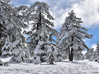 Troodos Winter Wonderland - 2024