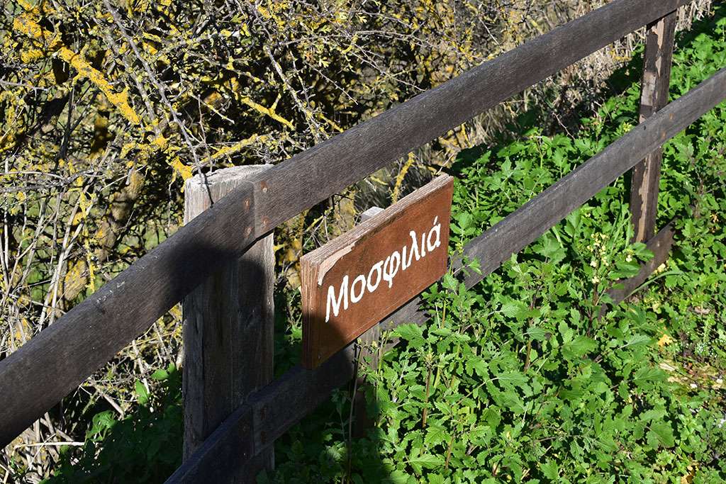 Vournia-nature-trail 22 vournia-nature-trail_22