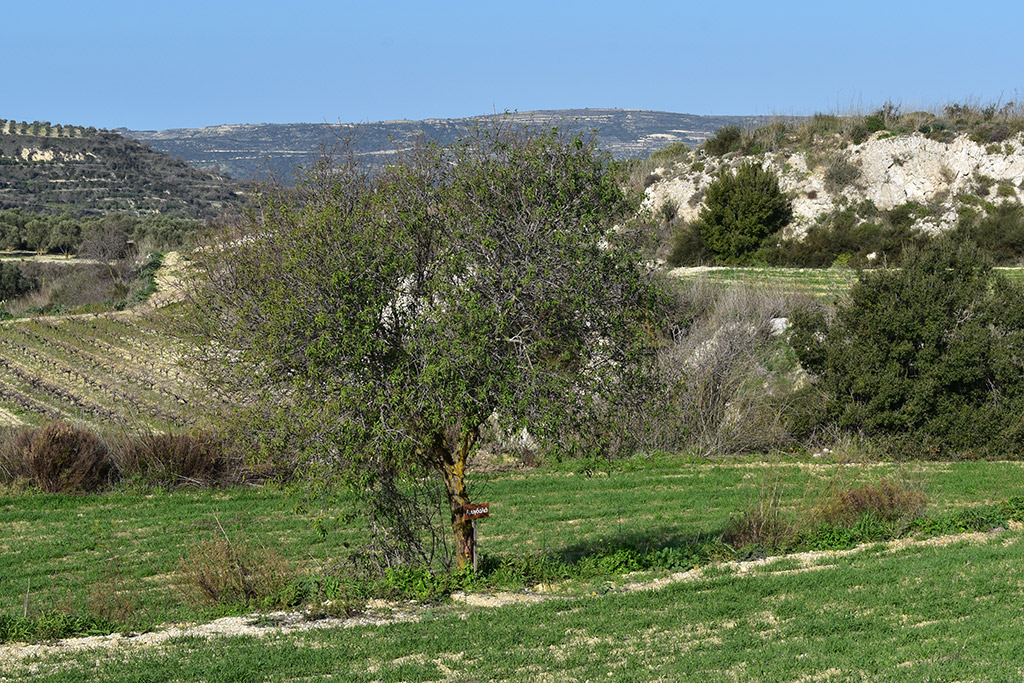 Vournia-nature-trail 28 vournia-nature-trail_28