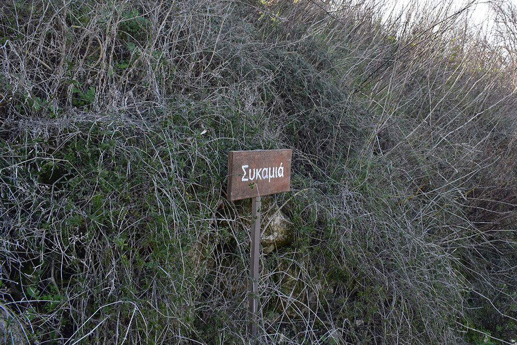 Vournia-nature-trail 41 vournia-nature-trail_41