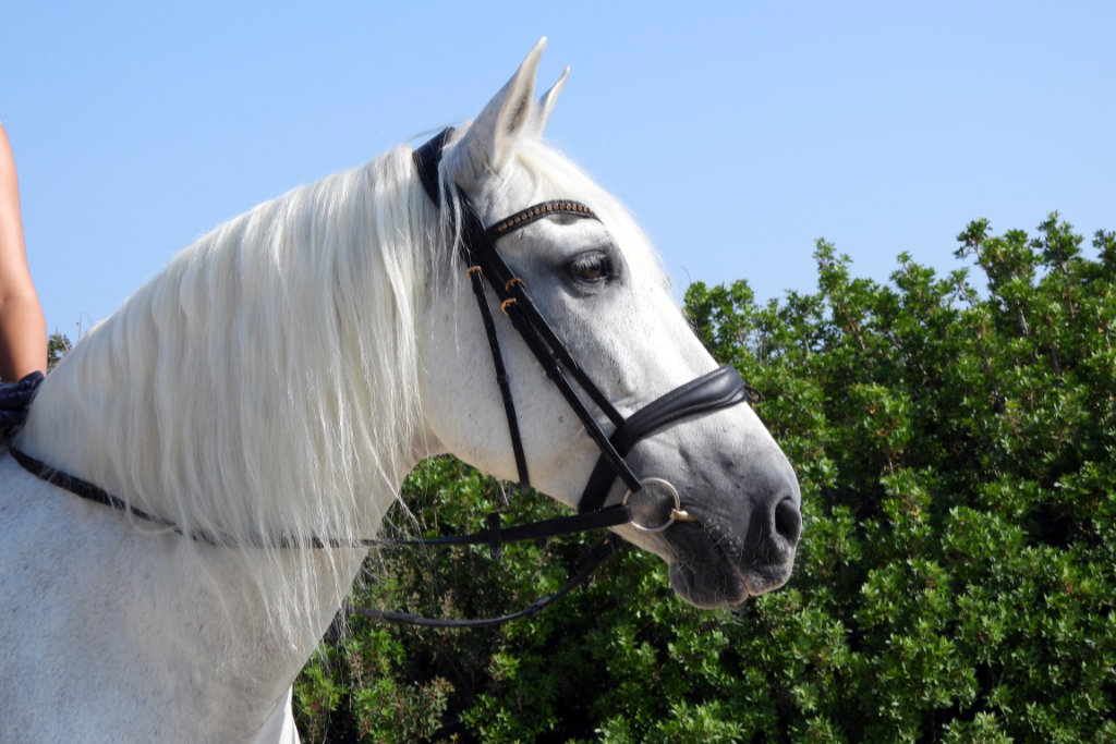 Georges-ranch-hack 12 georges-ranch-hack_12