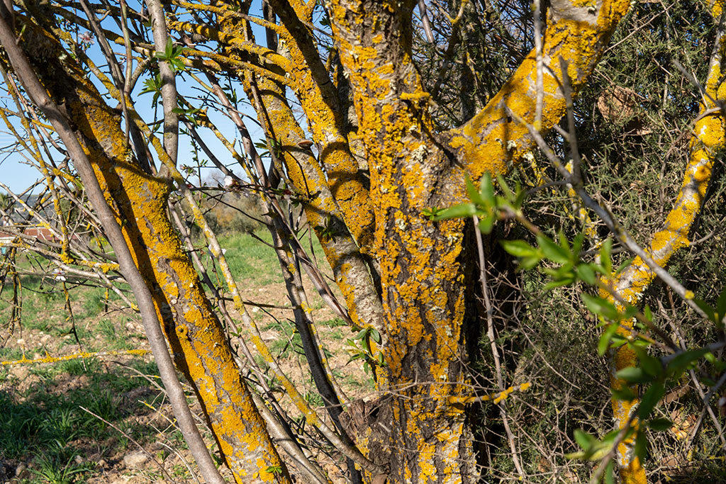 polemi-countryside-recovery_11