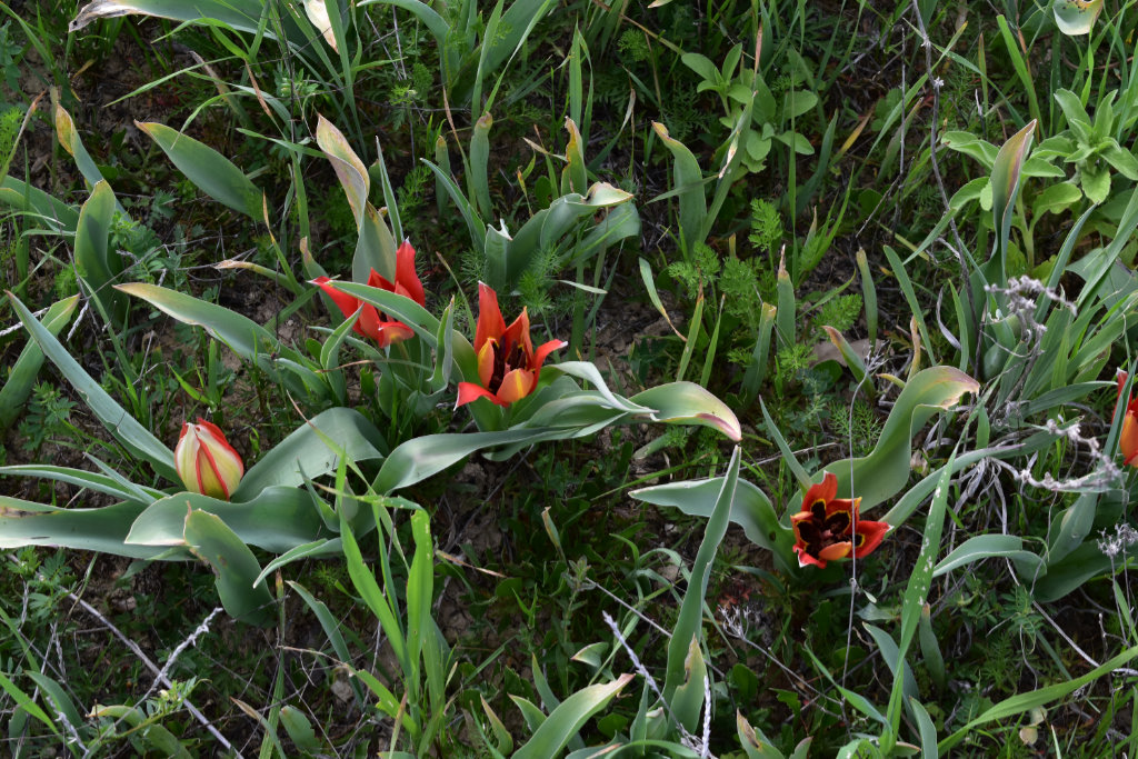 Polemi-tulip-festival-on-sunday 03 polemi-tulip-festival-on-sunday_03
