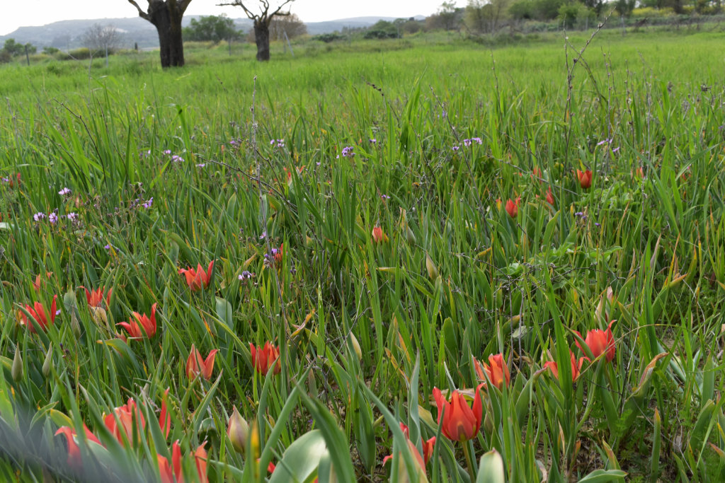 Polemi-tulip-festival-on-sunday 04 polemi-tulip-festival-on-sunday_04