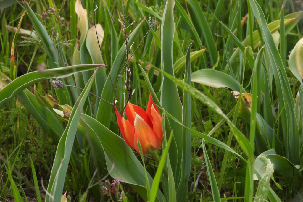Polemi-tulip-festival-on-sunday 08 polemi-tulip-festival-on-sunday_08