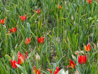 The Polemi Tulip Festival Is On Sunday