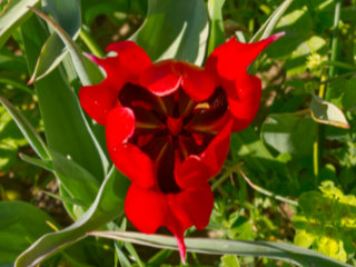 Polemi Tulip Festival Is Coming!