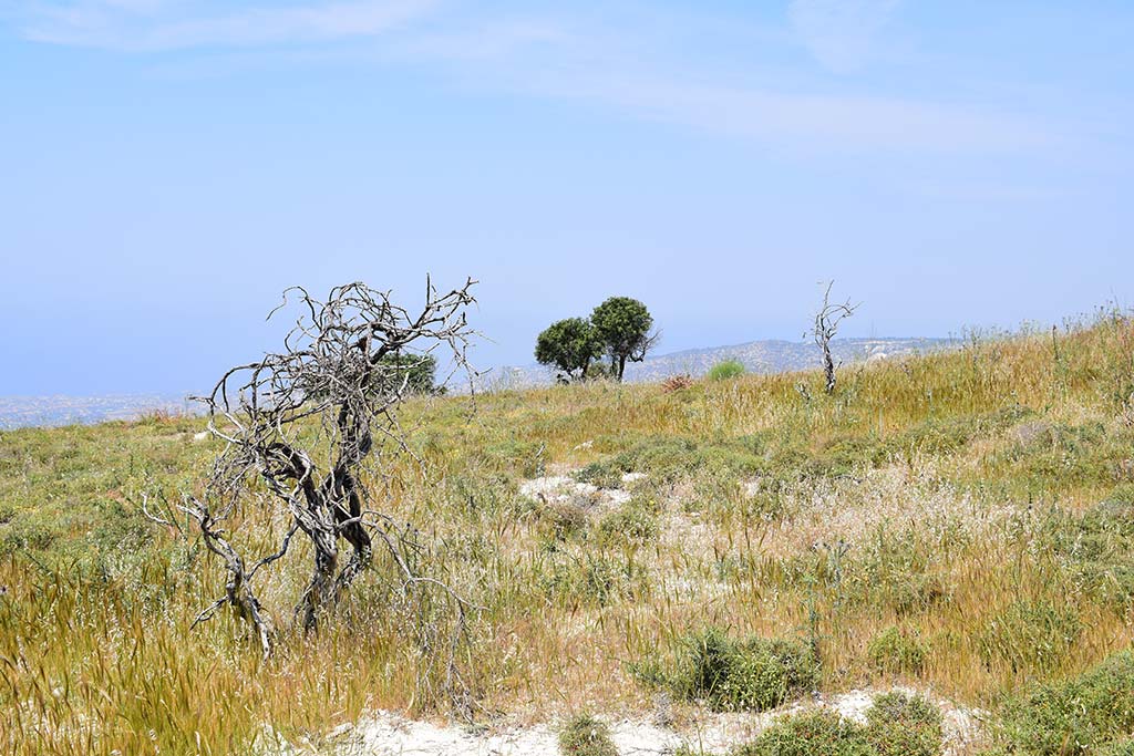 adonis_viewpoint_12