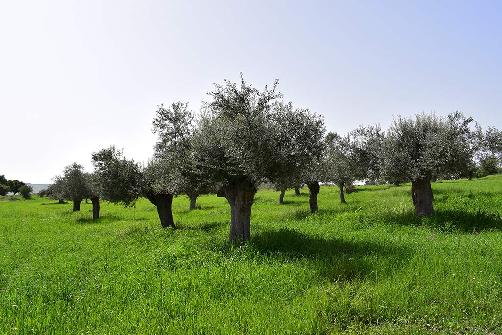 agios_charalambos_05