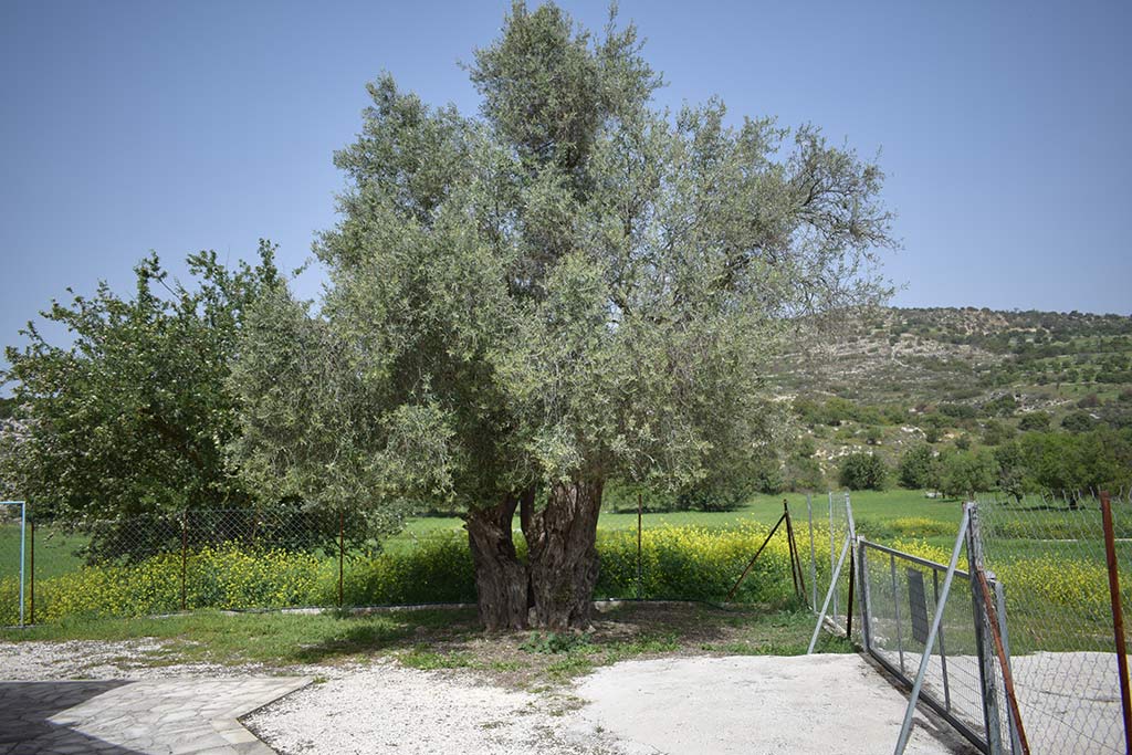Agios Charalambos 25 agios_charalambos_25