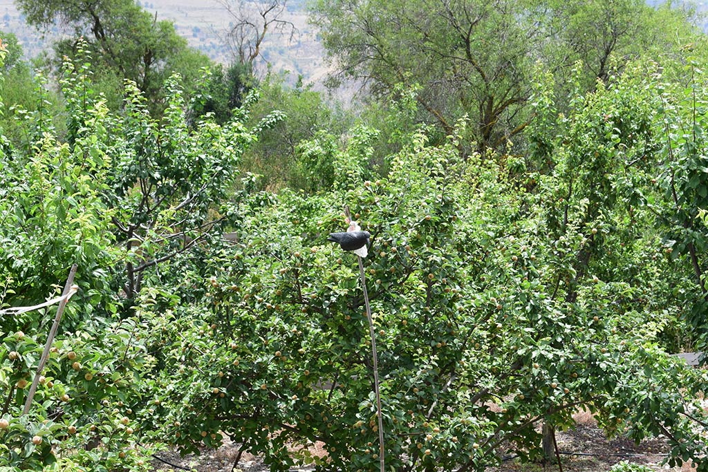 Agios Fotios 31 agios_fotios_31