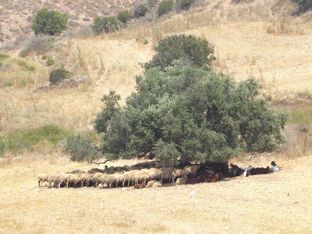 Akamas By Car 08 Sensible Sheep akamas_by_car_08_sensible_sheep