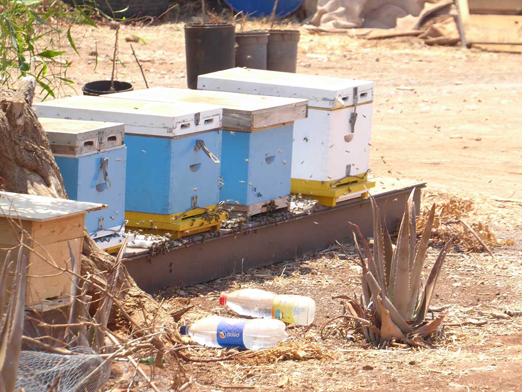 akamas_by_car_13_bees