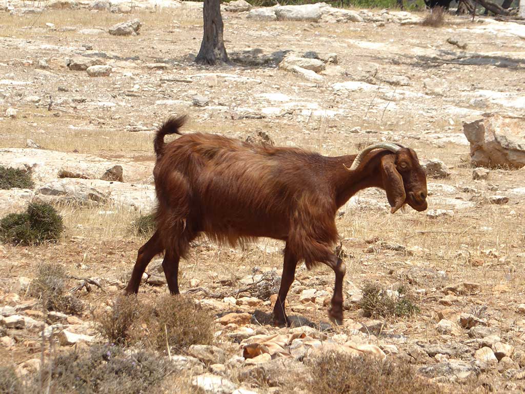 Akamas By Car 24 Goat akamas_by_car_24_goat