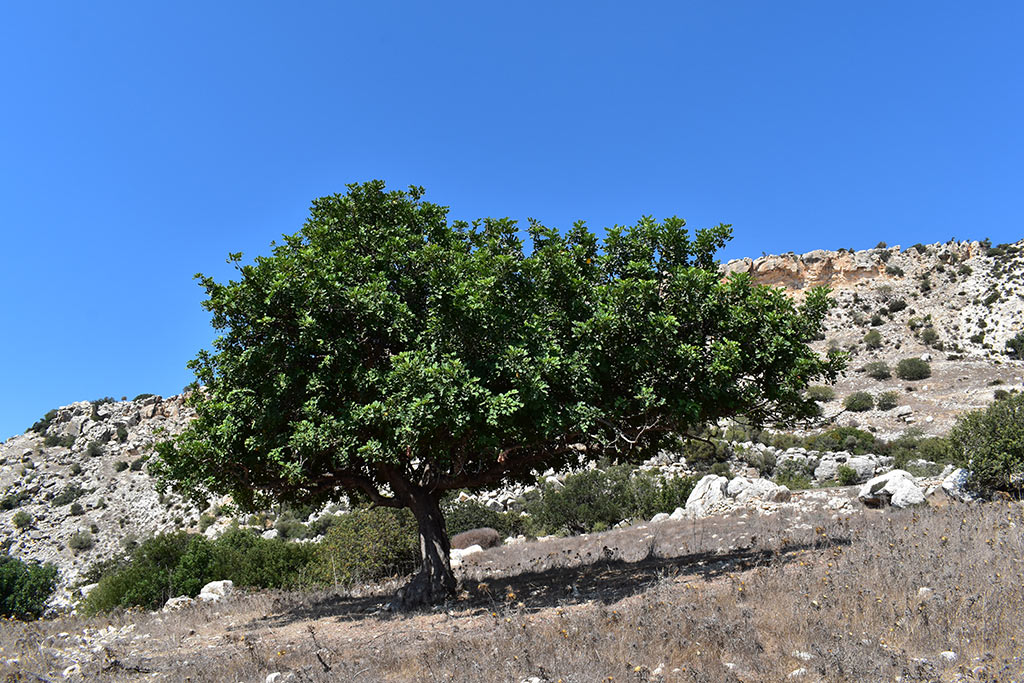 Akamas Ramble 19 akamas_ramble_19