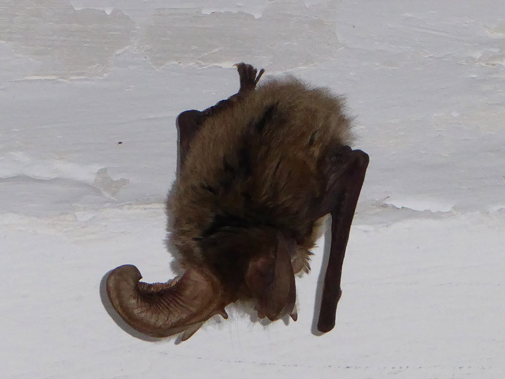 Amiantos Hospital 28 Waking Bat amiantos_hospital_28_waking_bat