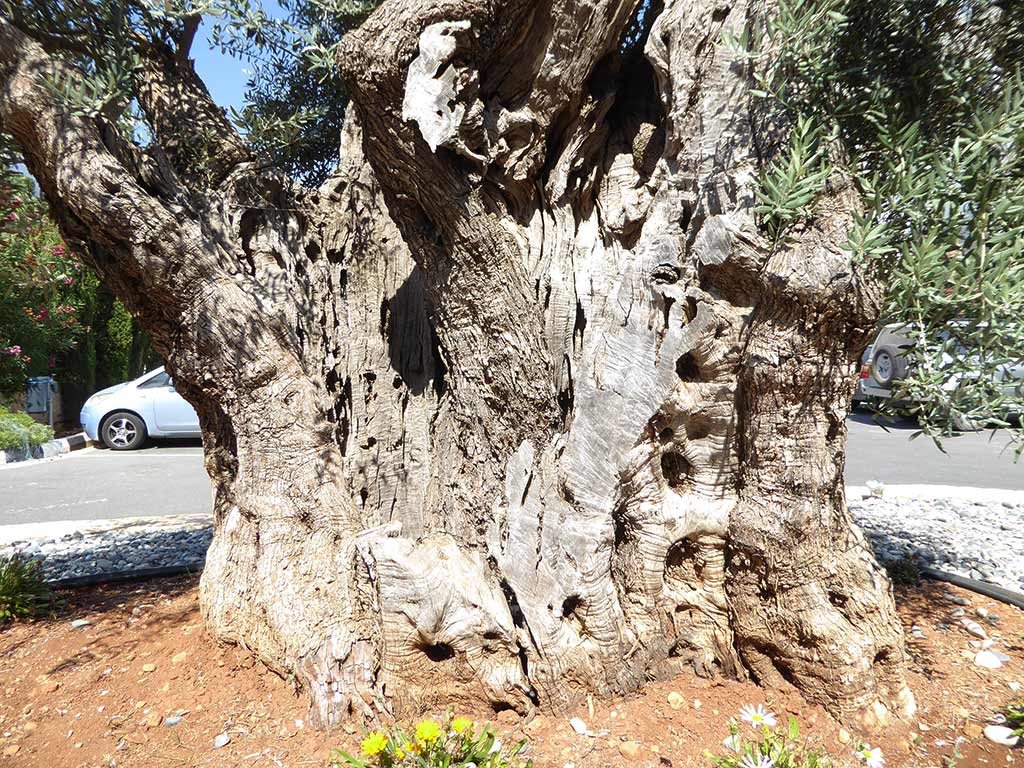 Cap St Georges 09 Olive Tree Closeup cap_st_georges_09_olive_tree_closeup