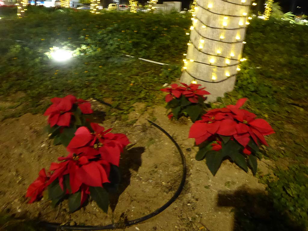 Christmas Lights 24 christmas_lights_24