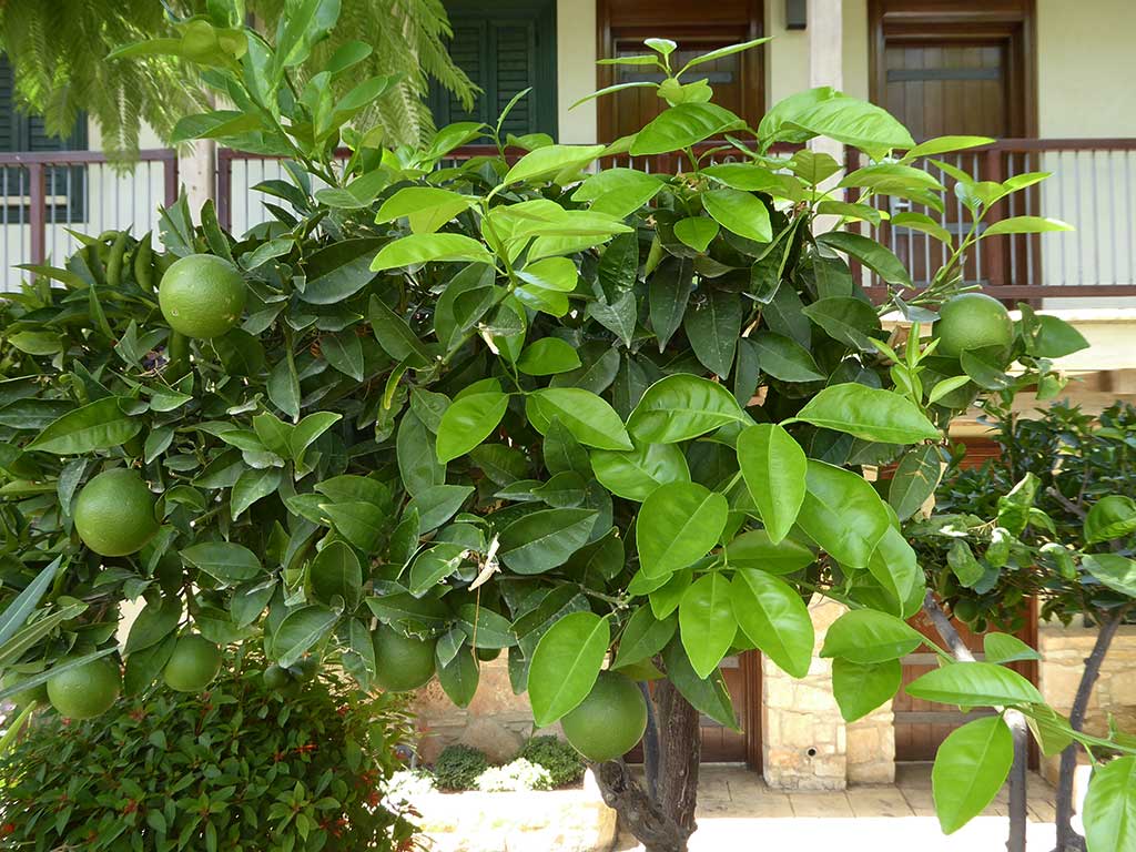 Columbia Beach Resort 10 Fruit columbia_beach_resort_10_fruit