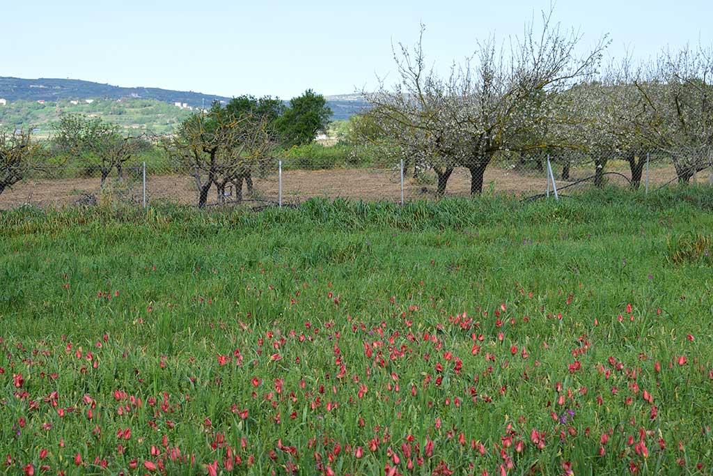 come_to_polemi_tulip_festival_09