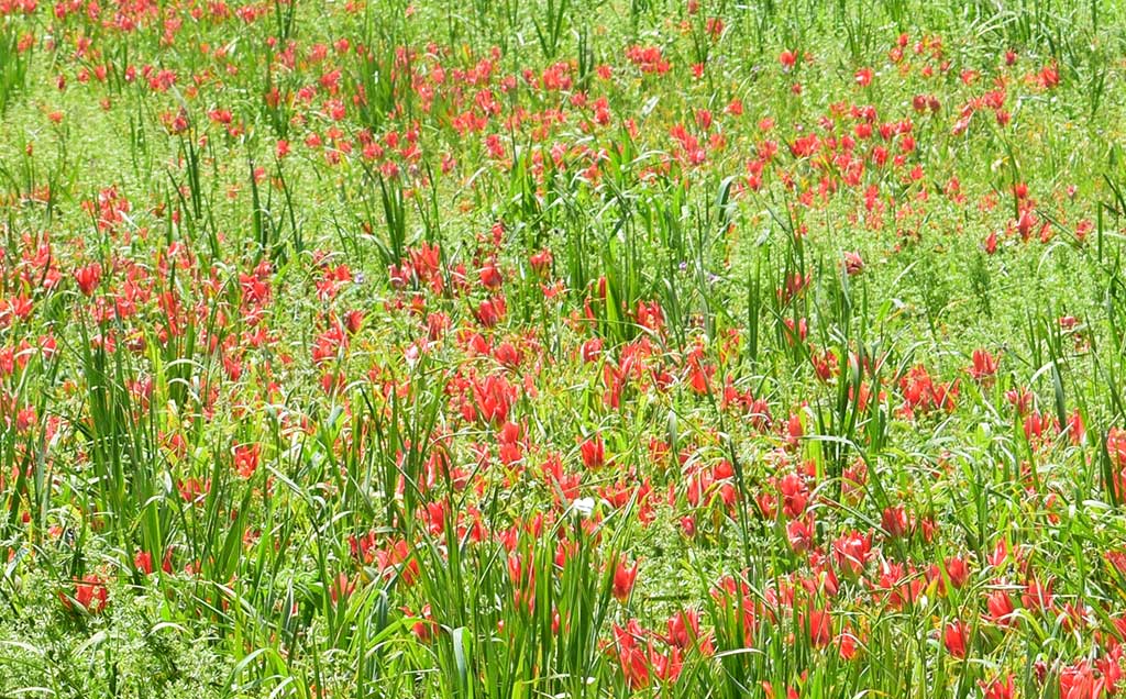 come_to_polemi_tulip_festival_10