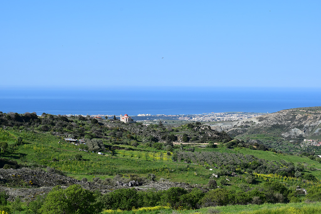 cyprus-giant-fennel_01