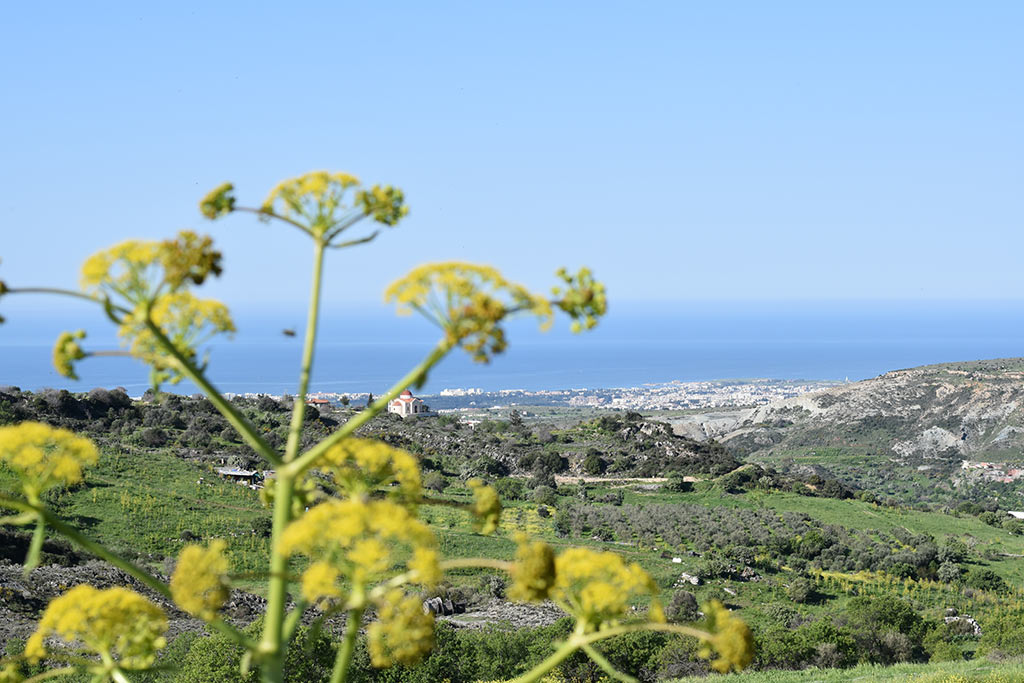 Cyprus-giant-fennel 02 cyprus-giant-fennel_02