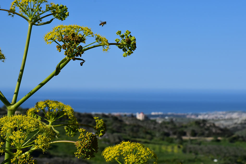 Cyprus-giant-fennel 03 cyprus-giant-fennel_03