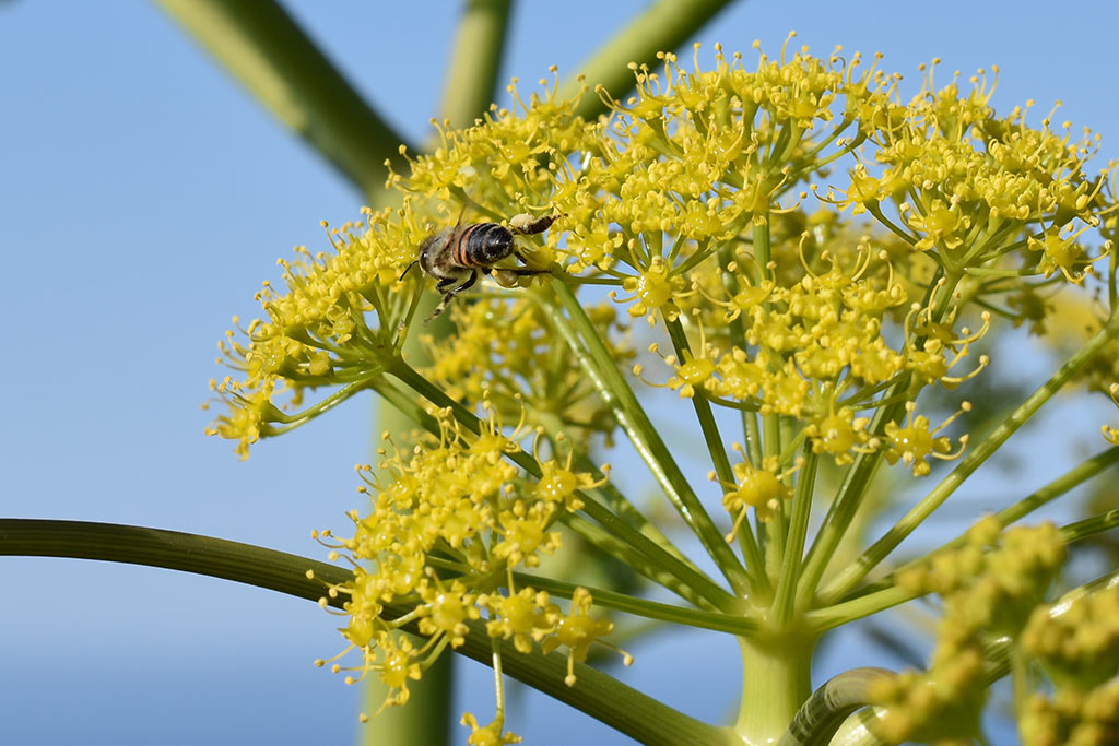Cyprus-giant-fennel 04 cyprus-giant-fennel_04