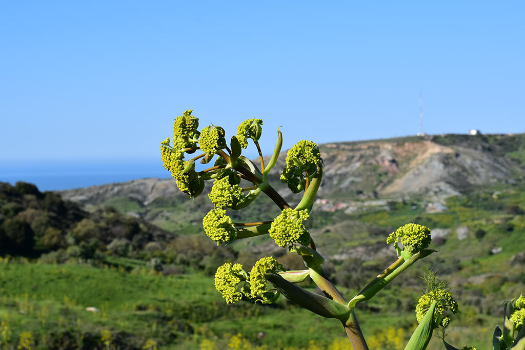 Cyprus-giant-fennel 05 cyprus-giant-fennel_05