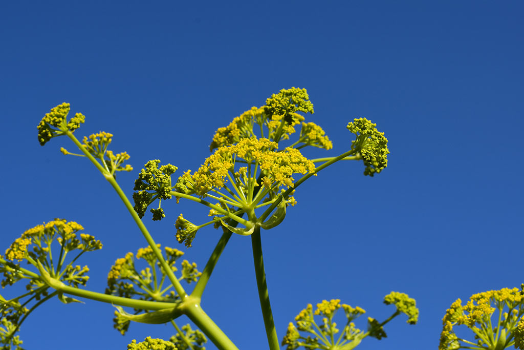 Cyprus-giant-fennel 06 cyprus-giant-fennel_06