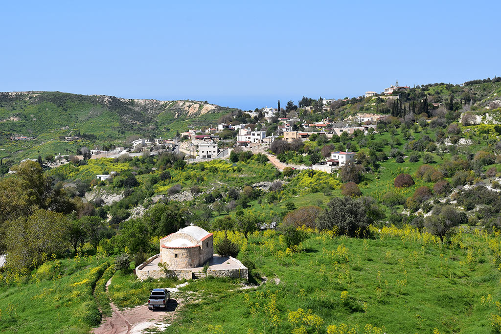 cyprus-giant-fennel_07