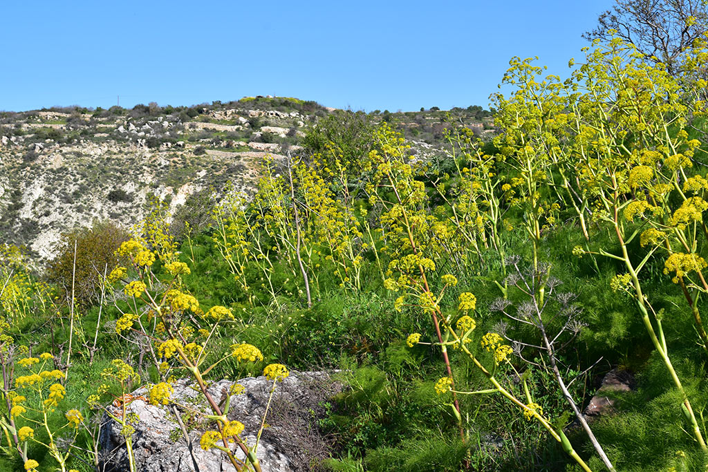 Cyprus-giant-fennel 08 cyprus-giant-fennel_08