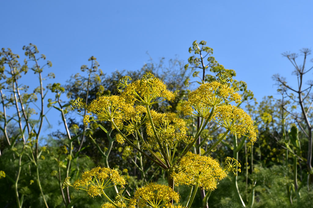 Cyprus-giant-fennel 09 cyprus-giant-fennel_09