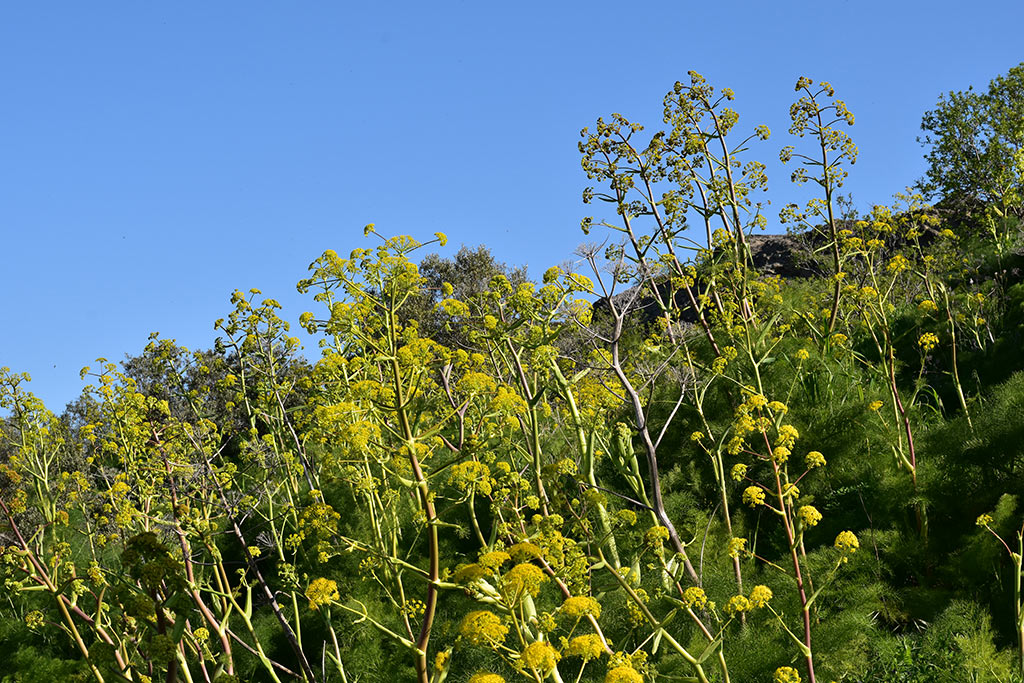 Cyprus-giant-fennel 10 cyprus-giant-fennel_10