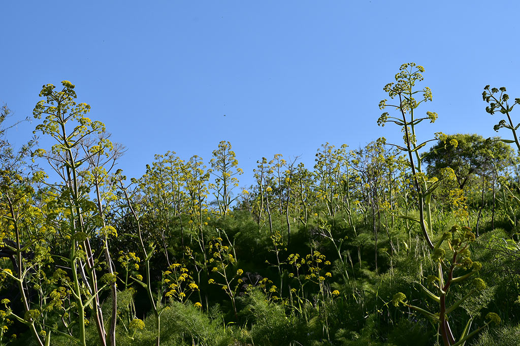 Cyprus-giant-fennel 14 cyprus-giant-fennel_14