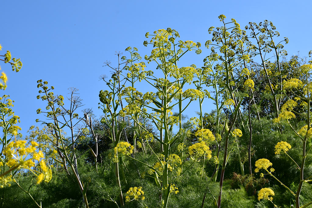Cyprus-giant-fennel 15 cyprus-giant-fennel_15