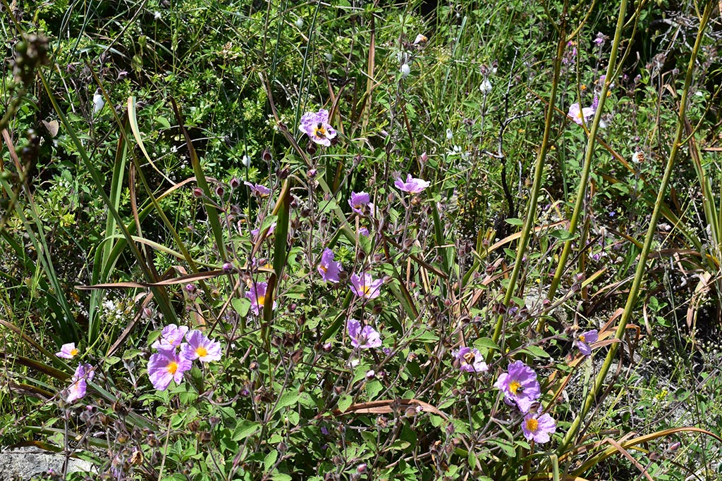 cyprus-spring-flowers_02