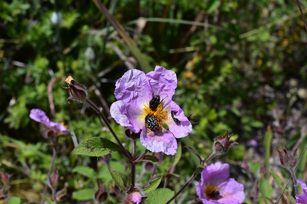 cyprus-spring-flowers_03