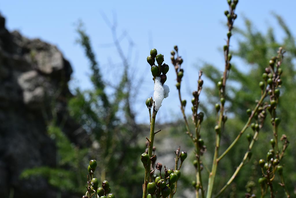 cyprus-spring-flowers_04