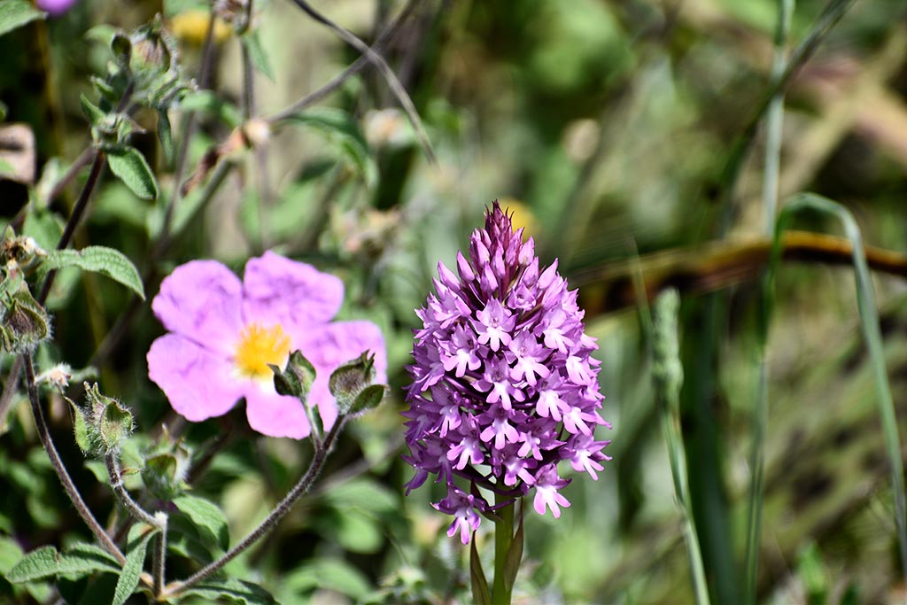 Cyprus-spring-flowers 05 cyprus-spring-flowers_05