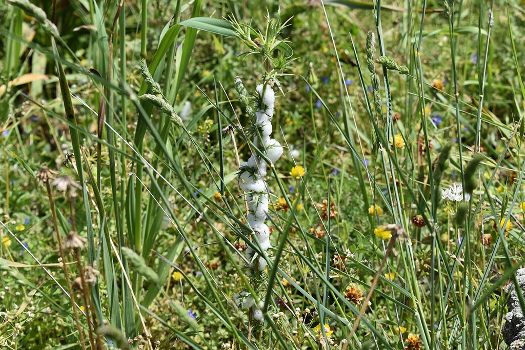 Cyprus-spring-flowers 07 cyprus-spring-flowers_07