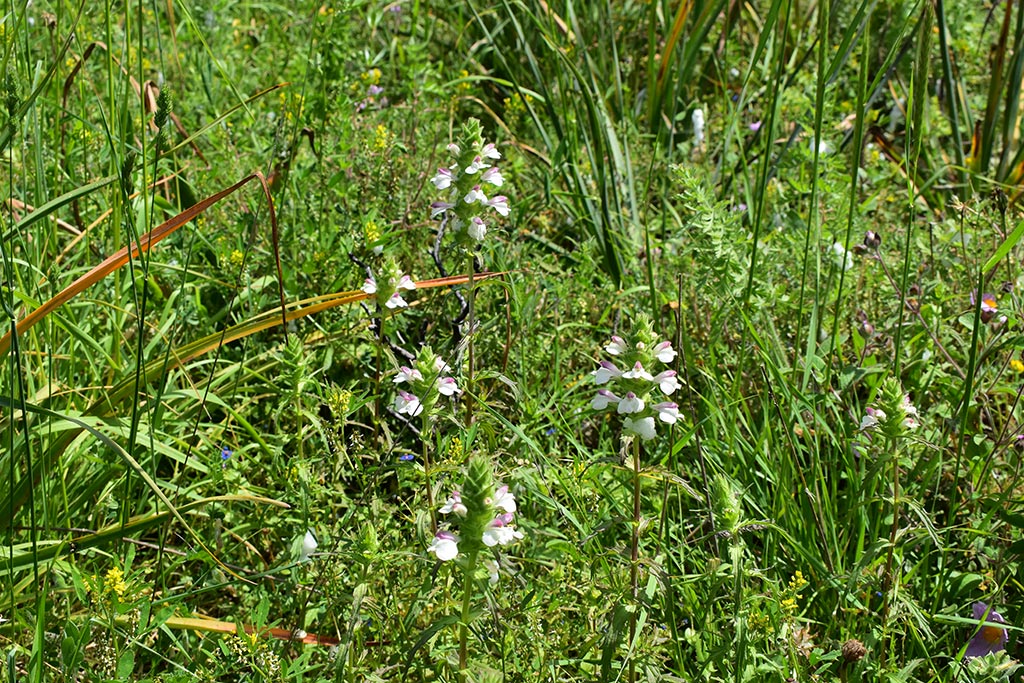 Cyprus-spring-flowers 08 cyprus-spring-flowers_08