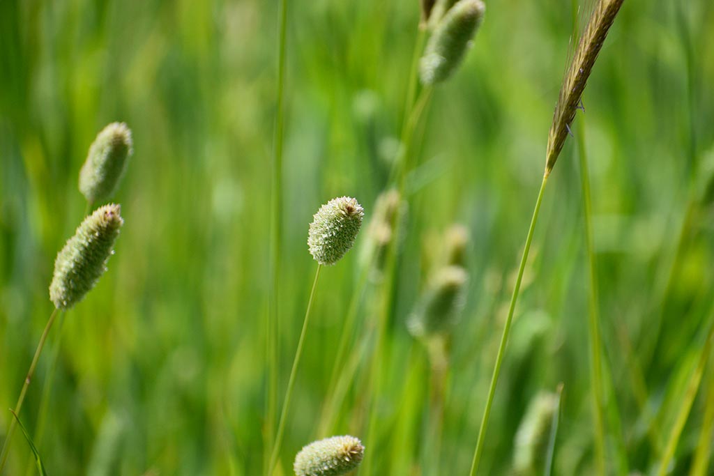 cyprus-spring-flowers_11